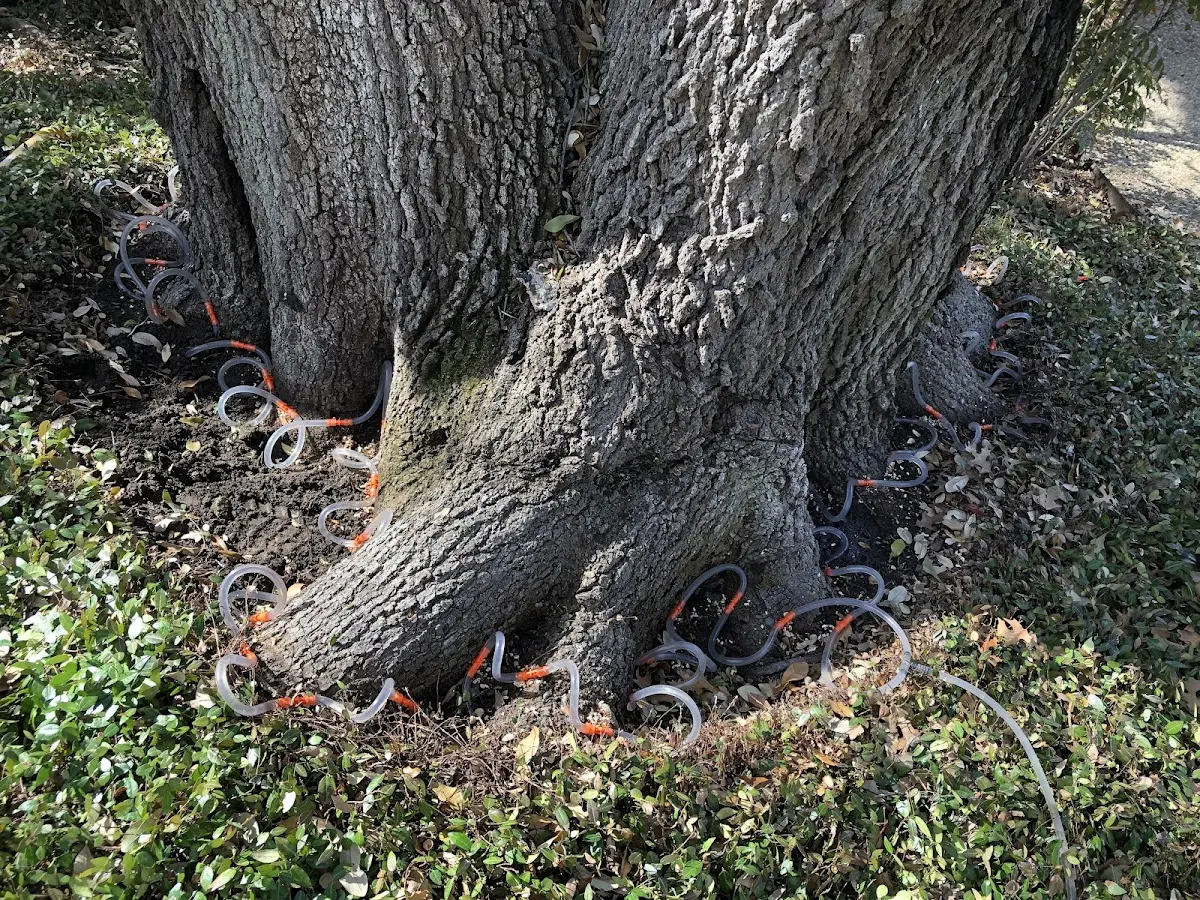 Detailed Tree Cabling and Bracing job site in Port Jervis