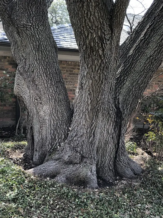 Mature heritage tree close to a Port Jervis property cared for by certified arborists